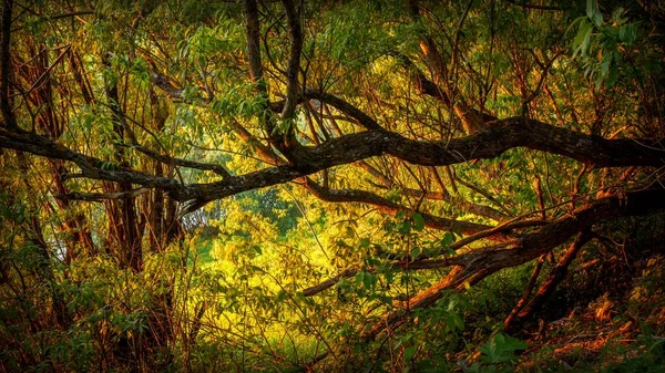 Paisagem Florestal Mística Com Árvores Iluminadas Pelo Pôr Sol — Fotografia de Stock