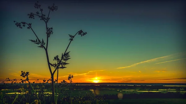 Pflanzensilhouette Auf Dem Hintergrund Des Sonnenuntergangs — Stockfoto