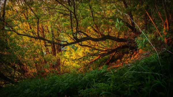 Paisagem Florestal Mística Com Árvores Iluminadas Pelo Pôr Sol — Fotografia de Stock