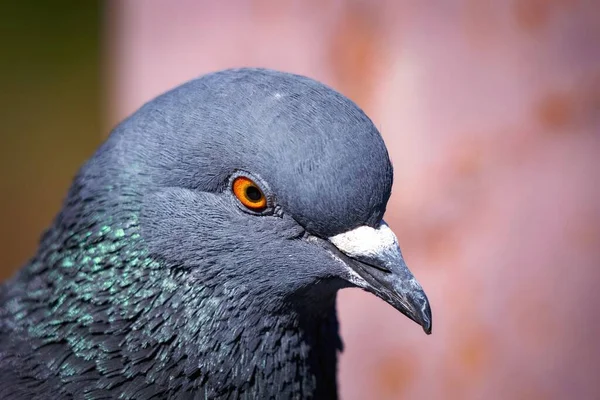 Nahaufnahme Einer Taube — Stockfoto