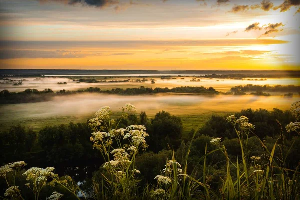 Mystische Morgenlandschaft Mit Nebel Über Einer Wiese Mit Bäumen — Stockfoto