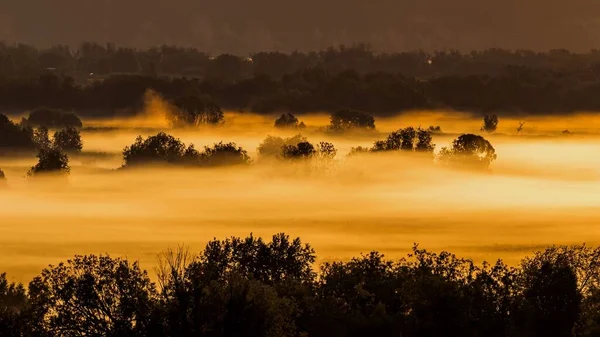 Mystische Morgenlandschaft Mit Nebel Über Einer Wiese Mit Bäumen — Stockfoto