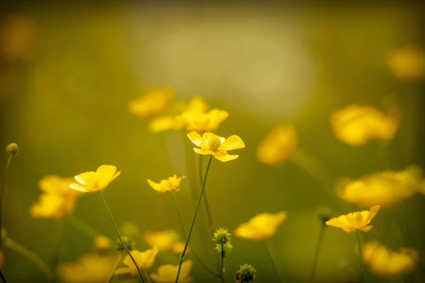 Pole Żółtych Kwiatów — Zdjęcie stockowe
