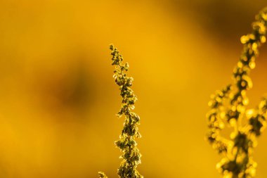 Dağınık bir arka planda, batan güneşin arka planında kır çiçekleri.