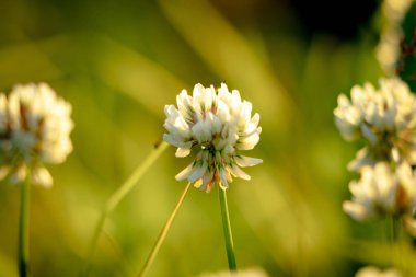 Yoncanın beyaz kır çiçeklerinin yakın plan çekimleri. Odaklanamayan bir arka planda batan güneşin arka planında.