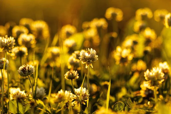 Wildflowers Zbliżenie Podświetleniu Zachodzącego Słońca Nieostrym Tle — Zdjęcie stockowe