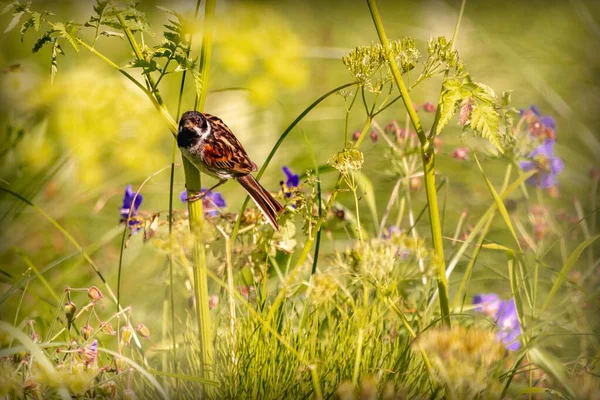 Pequeño Pájaro Cantor Buscando Semillas Entre Flores Silvestres — Foto de Stock