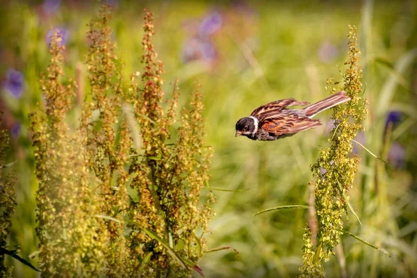 Liten Sångfågel Som Letar Efter Frön Bland Vilda Blommor — Stockfoto