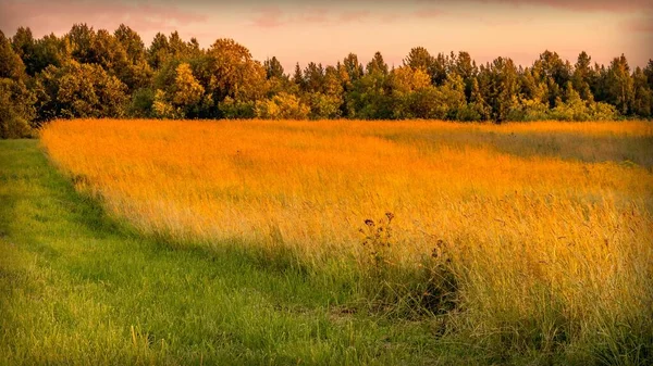 Ruhige Ländliche Landschaft Bei Sonnenuntergang Mit Goldenen Gräsern Auf Dem — Stockfoto