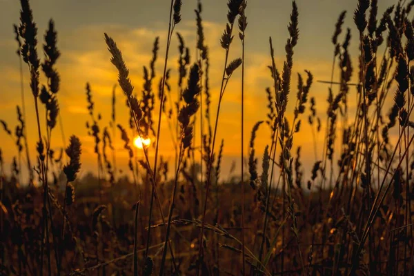 View Sunset Spike Grass Field Natural Golden Light — Stock Photo, Image