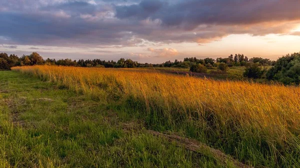 Tranquil Rural Landscape Sunset Spikes Golden Grass Field Forest Horizon — Stock Photo, Image