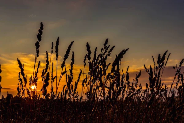 Blick Auf Den Sonnenuntergang Durch Das Nadelgras Auf Dem Feld — Stockfoto