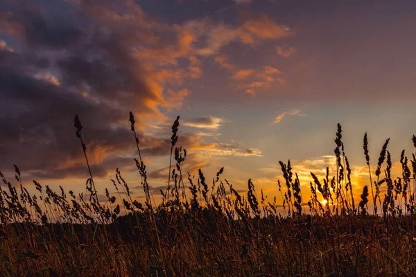 Blick Auf Den Sonnenuntergang Durch Das Nadelgras Auf Dem Feld — Stockfoto