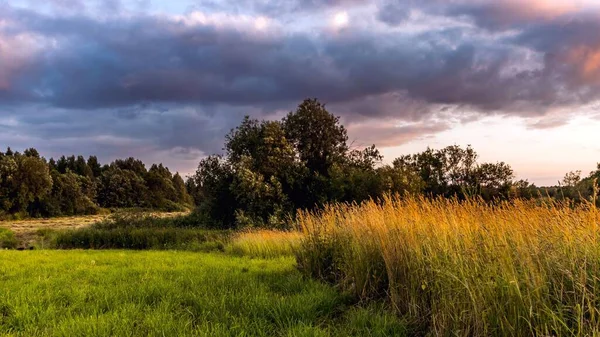 Tranquil Rural Landscape Sunset Spikes Golden Grass Field Forest Horizon — Stock Photo, Image