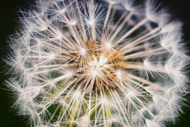 Karahindiba, karanlık arkaplanı kapat.