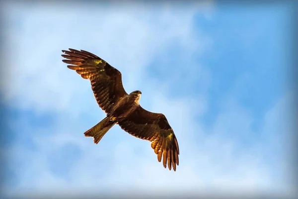 Mooie Roofvogel Vlucht Tegen Een Blauwe Lucht Met Wolken Rode — Stockfoto