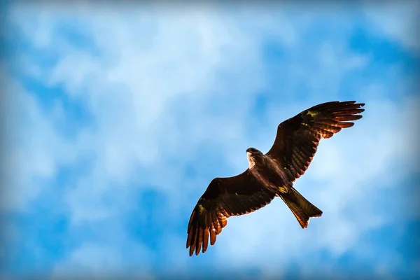 Mooie Roofvogel Vlucht Tegen Een Blauwe Lucht Met Wolken Rode — Stockfoto