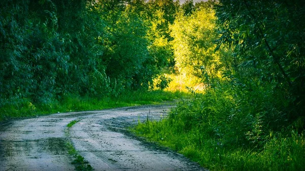 緑の木々の密生した葉の間に未舗装の道路と夏の風景 — ストック写真