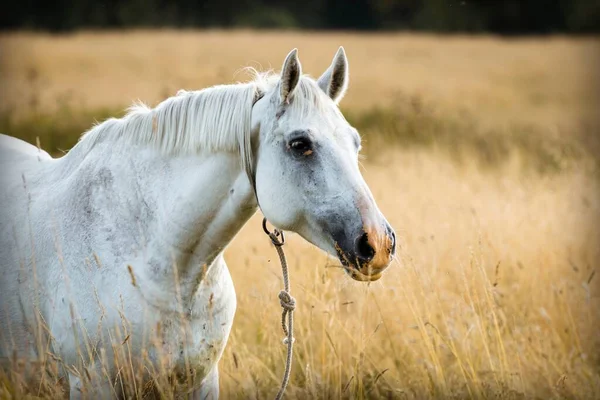 Portrét Bílého Koně Poli Zlaté Trávy — Stock fotografie
