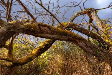 Sarı yosunlarla kaplanmış eski ağaç gövdeleri ile soyut arkaplan