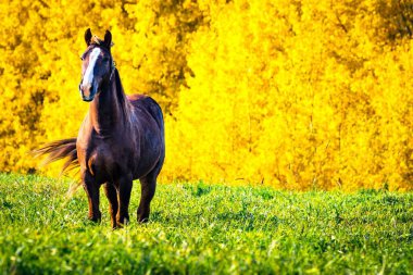 Yeşil çimenlikteki kırmızı bir atın portresi sarı sonbahar ağaçlarının arka planına karşı. Sonbahar manzarası