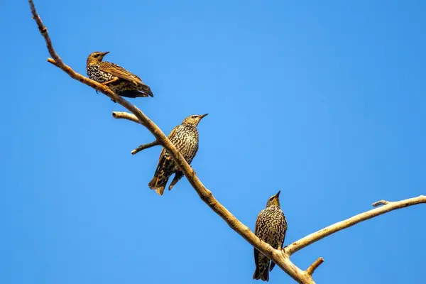 Tres Pájaros Abigarrados Sientan Una Rama Árbol Viejo Contra Cielo — Foto de Stock