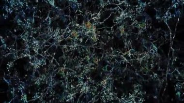 Gerçek Nöron Sinir Ağı 3D Canlandırma