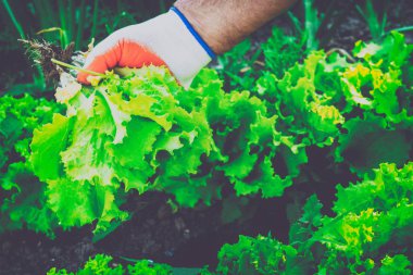 Bahçe Kur ve Sebze Bahçesi