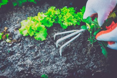 Bahçecilik, yabani ot ayıklayacaktır. Bahçe.