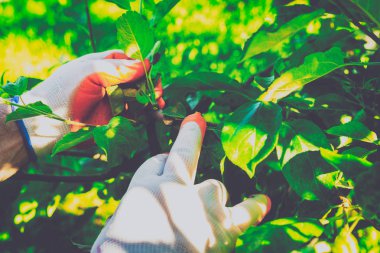 Bahçe Kur ve Sebze Bahçesi