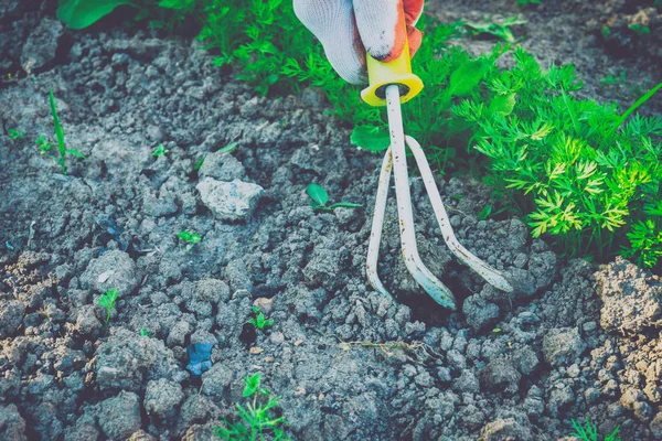Das Konzept Der Gartenarbeit — Stockfoto