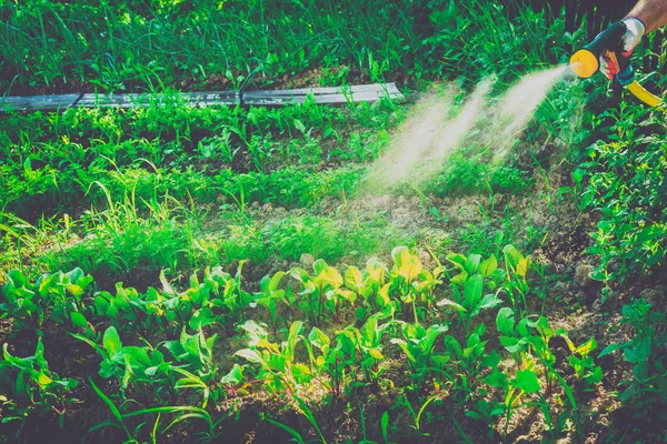 庭の野菜に水をまく — ストック写真