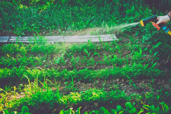 Mengairi Sayuran Kebun — Stok Foto