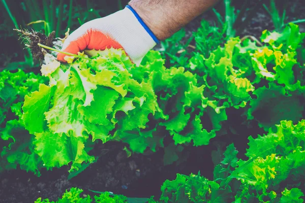 Bahçe Kur ve Sebze Bahçesi