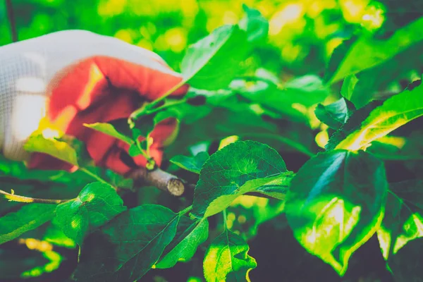 Bahçe Kur ve Sebze Bahçesi