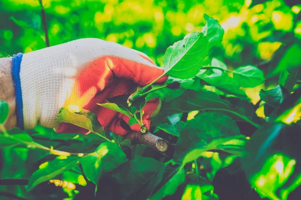 Bahçe Kur ve Sebze Bahçesi