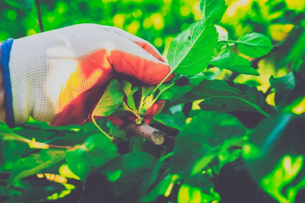 Bahçe Kur ve Sebze Bahçesi