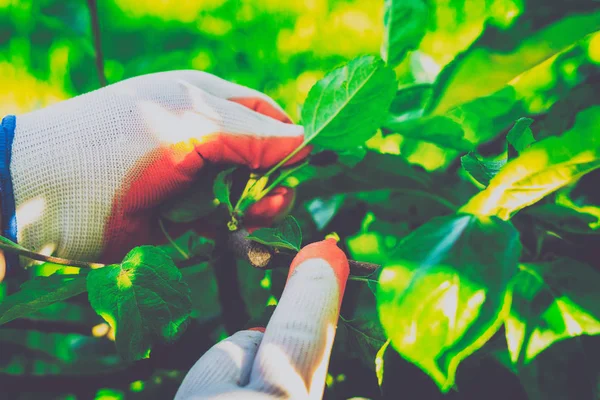 Bahçe Kur ve Sebze Bahçesi