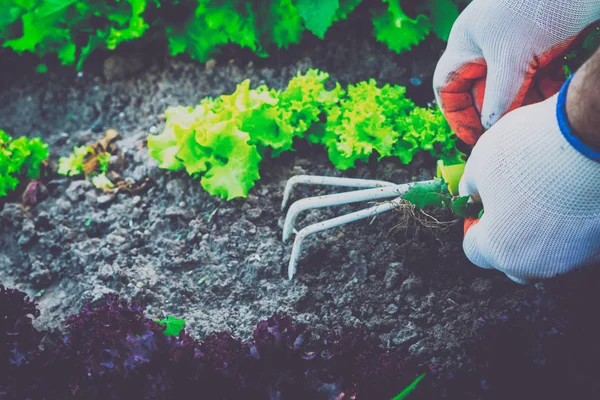 Berkebun Menanam Rumput Liar Berkebun — Stok Foto