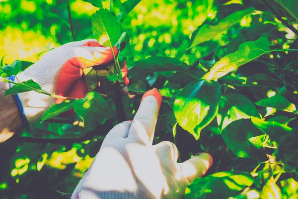 Bahçe Kur ve Sebze Bahçesi