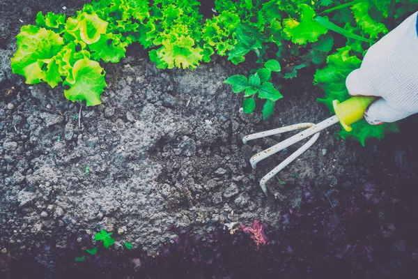 Bahçecilik, yabani ot ayıklayacaktır. Bahçe.