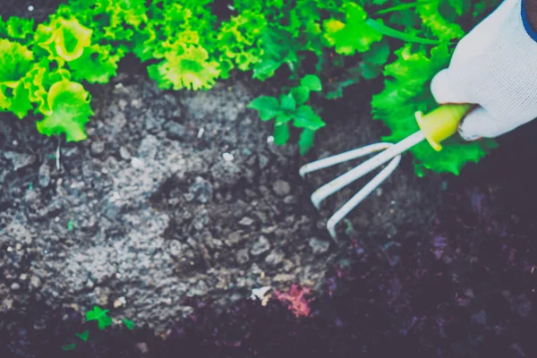 Bahçecilik, yabani ot ayıklayacaktır. Bahçe.