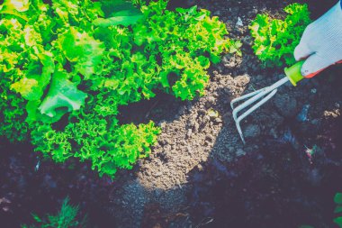 Bahçecilik, yabani ot ayıklayacaktır. Bahçe.