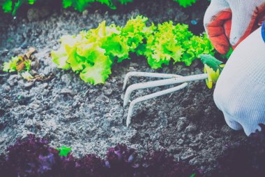 Bahçecilik, yabani ot ayıklayacaktır. Bahçe.