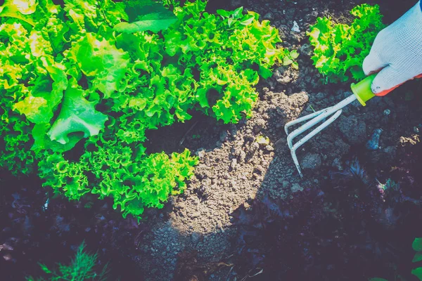 Bahçecilik, yabani ot ayıklayacaktır. Bahçe.