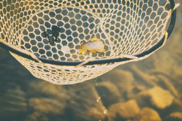Bir balıkçı tarafından alabalık yakaladı