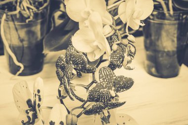 Ahşap beyaz zemin üzerine güzel çiçekler