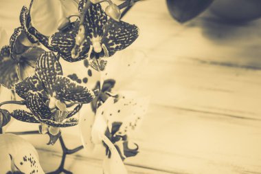 Ahşap beyaz zemin üzerine güzel çiçekler