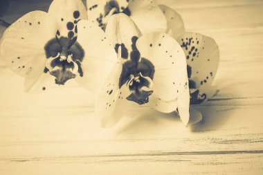 Ahşap arka plan üzerinde orkide