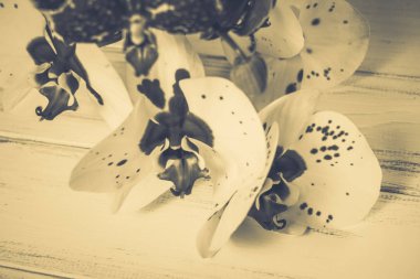 Ahşap arka plan üzerinde orkide